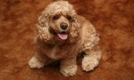 Američki cocker spaniel